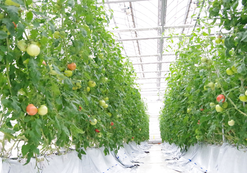 ヤンマーグリーンシステム、トマトの自然給水栽培装置発売 | 週刊
